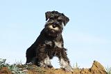 SCHNAUZER NAIN 028